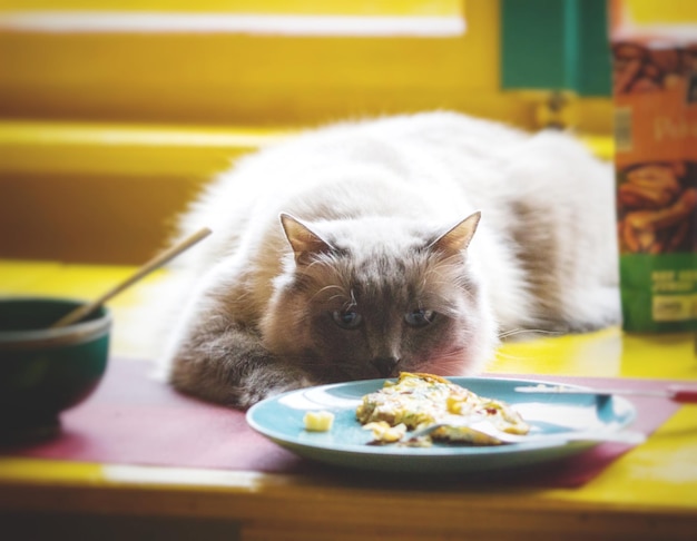 Photo cat eating food