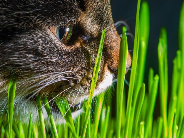 Cat eating fresh grass close up shot