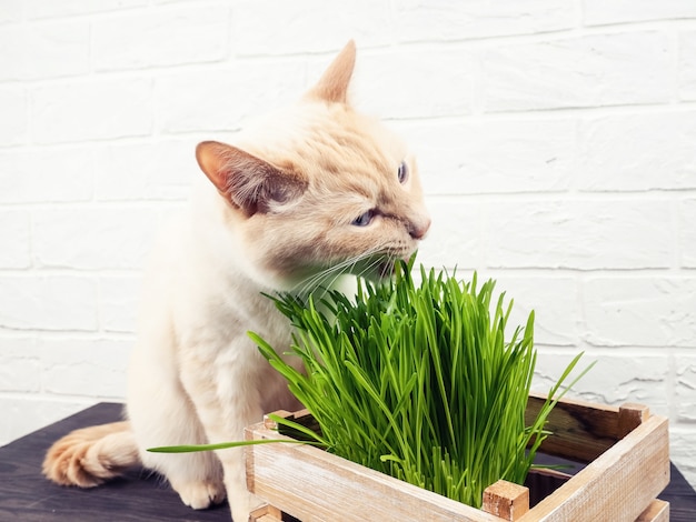 猫を食べる草、緑の背景に新鮮な草を食べる美しいクリームトラ猫。猫は新鮮な緑の草を食べています。ペットの健康の概念。