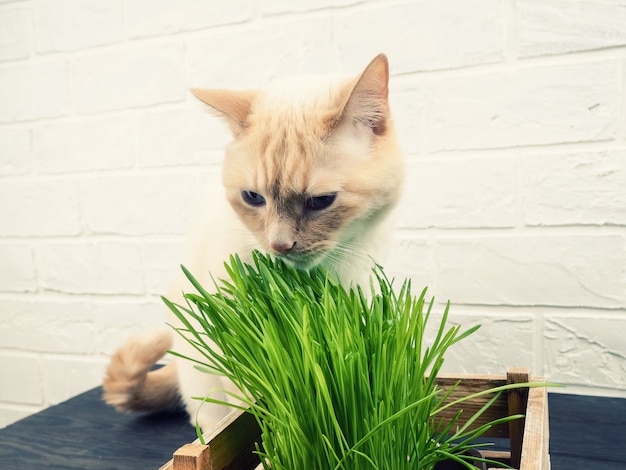 Cat Eating Grass, de Mooie kat die van de roomgestreepte kat vers gras op groene achtergrond eten. Kat eet vers groen gras.