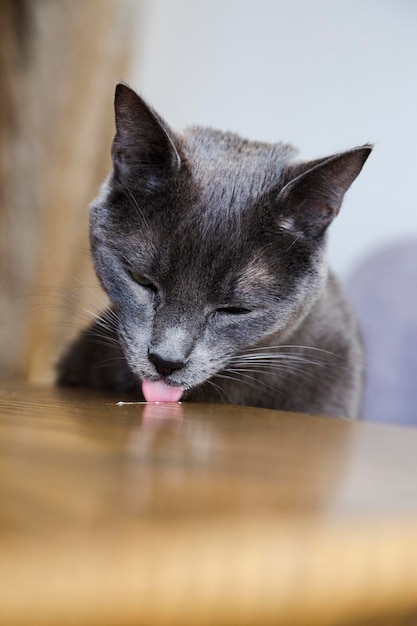 나무 테이블에 우유를 먹는 고양이 고양이를 위한 건강 식품을 먹는 아주 작은 고양이