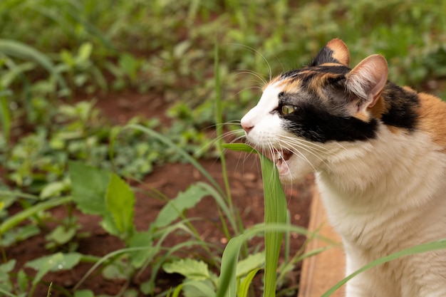 Кошка ест новую траву в домашнем саду. Котенок Триколор в домашнем саду.