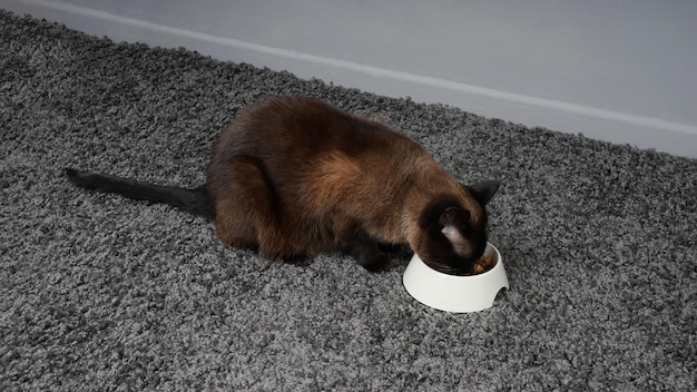 Cat eating pet food from feeding bowl