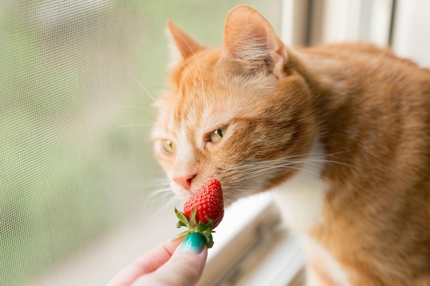 A cat eating a strawberry from a woman's hand.