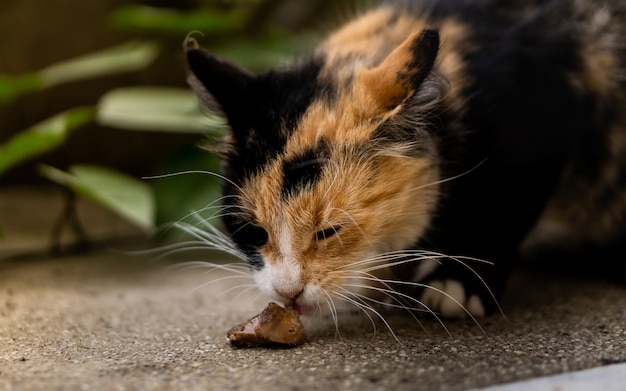 Cat eating