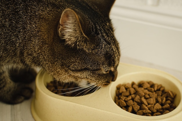 Cat eats dry food closeup