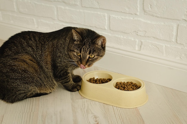 Cat eats dry food closeup