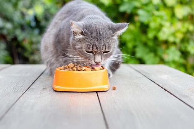 The cat eats dry food from a bowl in the garden.