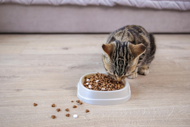 The cat eats dry food and pills from a bowl