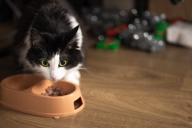 Cat eats food from a bowl on the background of a blurred christmas tree with christmas gifts. copy space