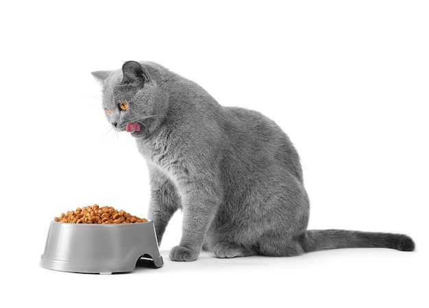 A cat eats food and lickens