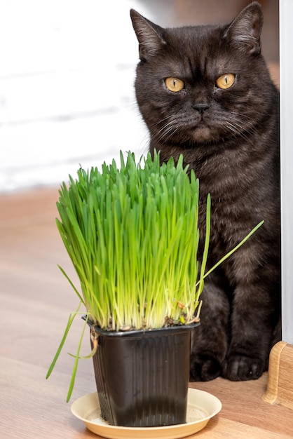 猫はペットのために新鮮な緑の草の自然なハーブの御馳走を食べる