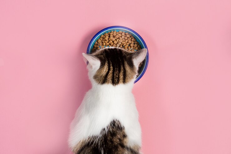 猫はボウルから食べる