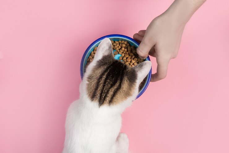 猫はボウルから食べる