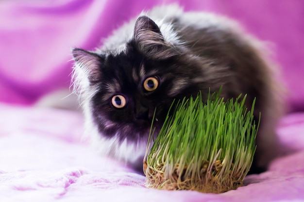 Cat eats grass