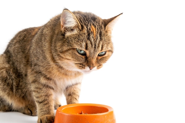 The cat eats wet food from a bowl. White background.Copy space.