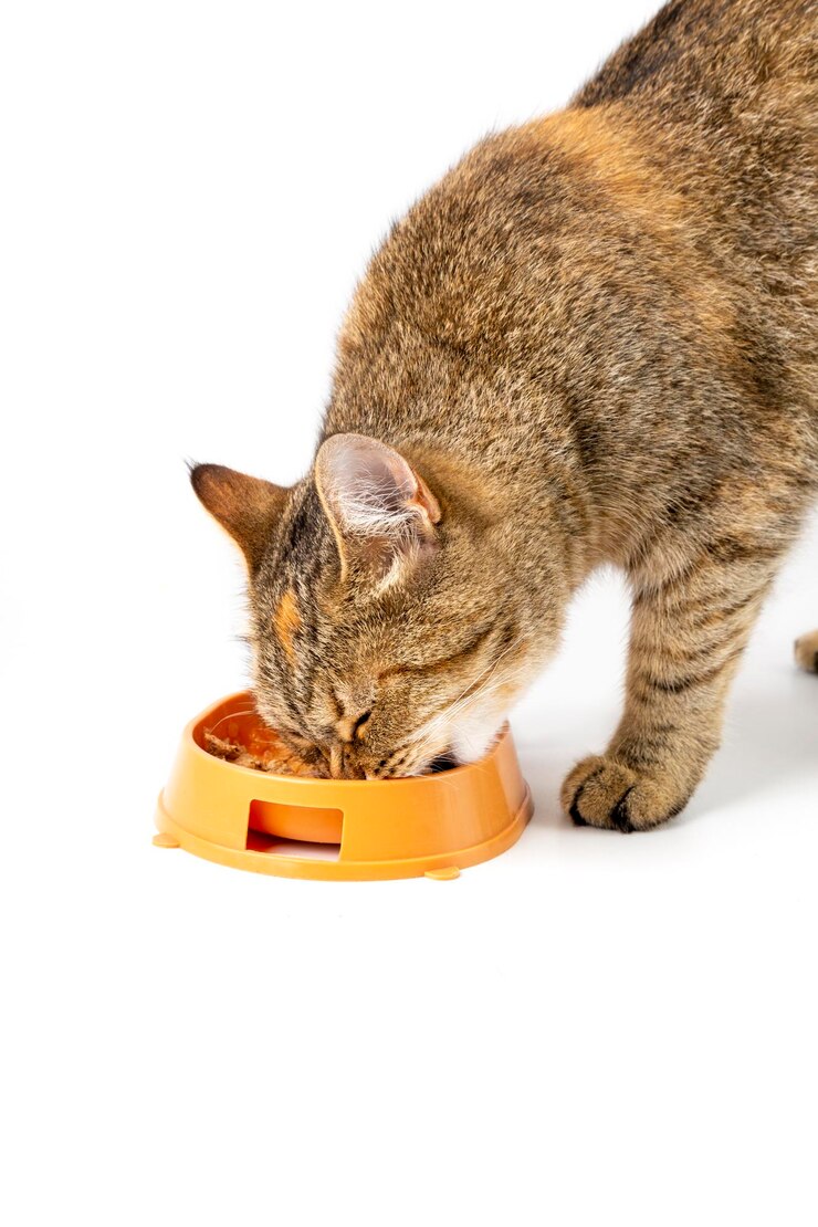 The cat eats wet food from a bowl. White background.
