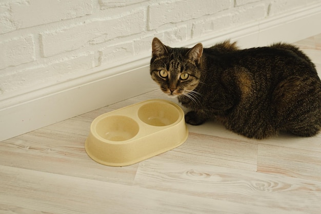 Cat and empty bowl of food Hungry domestic cat Feeding cat