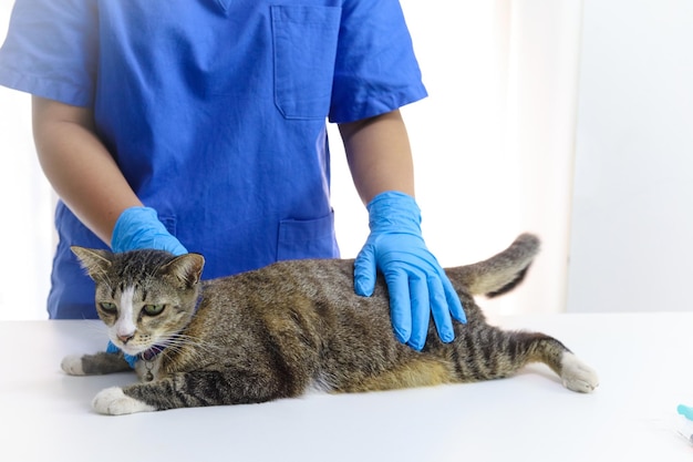 Cat on examination table of veterinarian clinic Veterinary care Vet doctor and cat