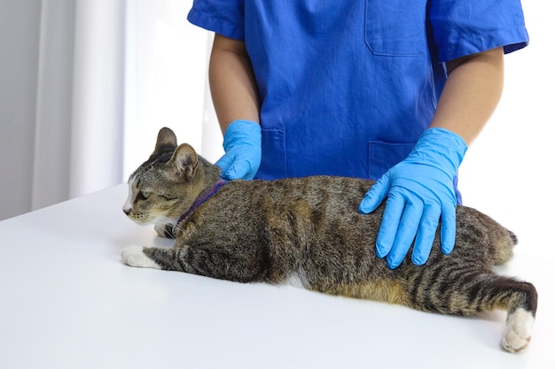 Cat on examination table of veterinarian clinic Veterinary care Vet doctor and cat