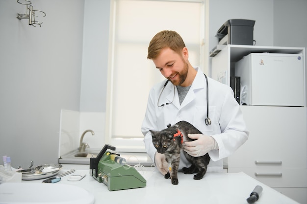 Cat on examination table of veterinarian clinic Veterinary care Vet doctor and cat