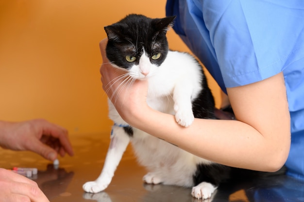 Gatto sul lettino della clinica veterinaria. assistenza veterinaria. veterinario medico e gatto