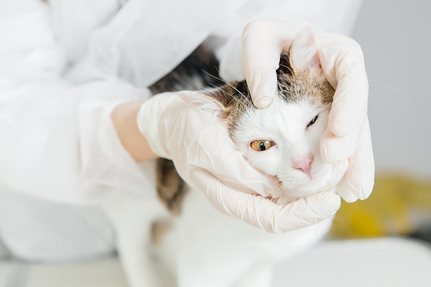 Cat examined by a veterinarian