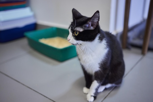 Cat examines kitty litter box with ecofriendly silicate litter