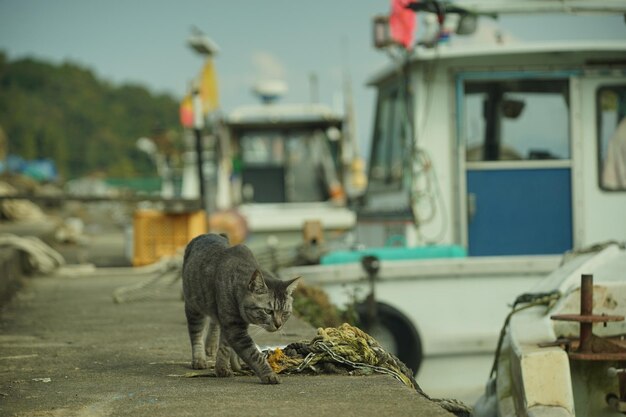 オキシマ島の漁港を探索する猫