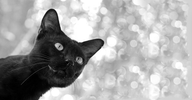 Photo cat eyes on a black and white backgroundhead of black cat black and white picture styleblack cat looking free space for text