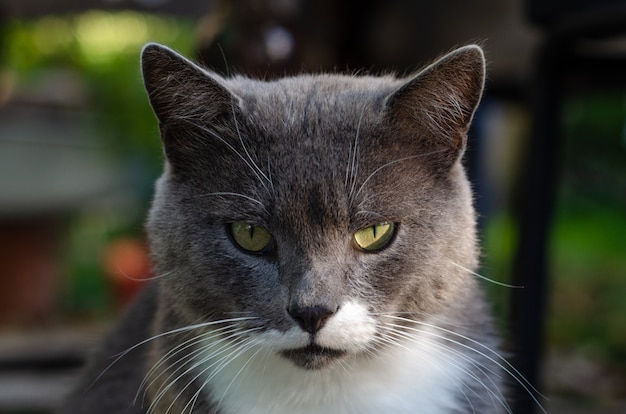 Cat face close up