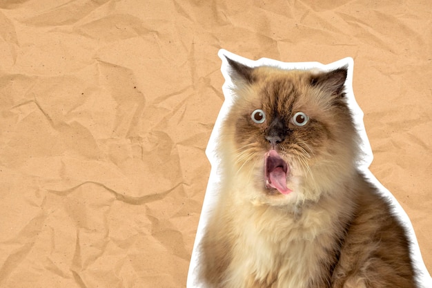 Hilarious photos of cats with VERY angry faces