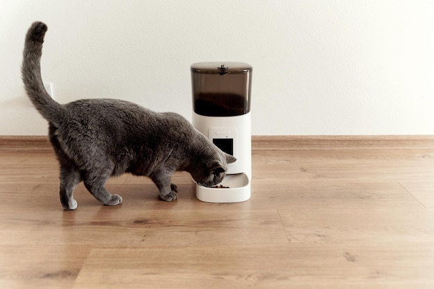 Cat feeder