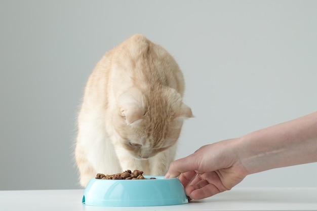 고양이 먹이기. 손은 애완 동물 옆에 마른 음식이 든 그릇을 넣습니다. 귀여운 빨간 줄무늬 영국 스코틀랜드 폴드 고양이