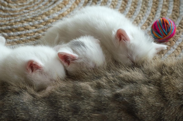 The cat feeds her kittens Cat ears close up