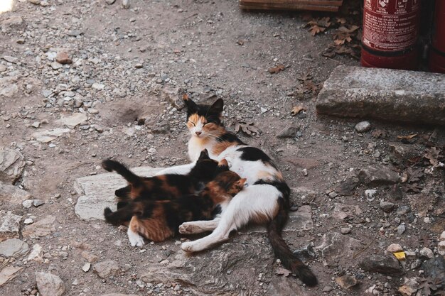 A cat feeds two little kittens