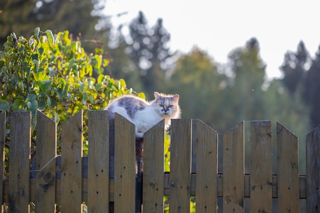 フェンスの上の猫 近所の猫が写真家を見つめている