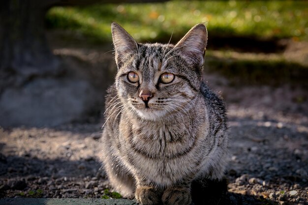 Photo cat on fence