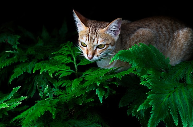 Cat among fern leaves