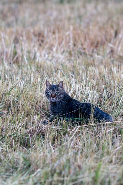 A cat in a field of cut wheat