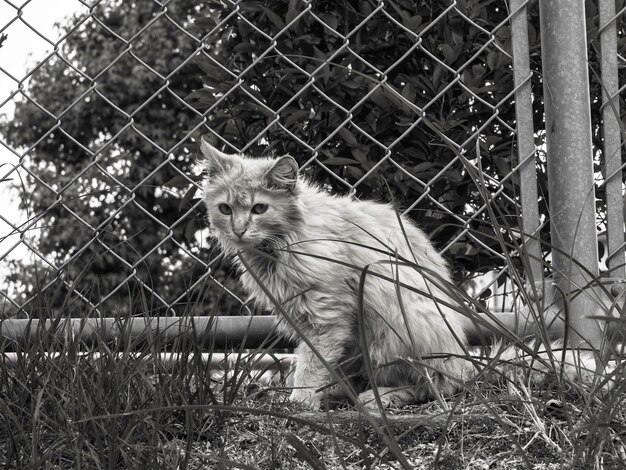 Photo cat on field seen through fence