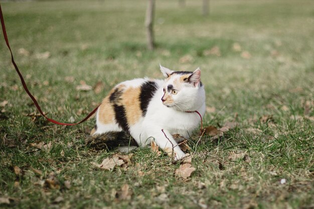 땅에 나뭇잎이 있는 들판의 고양이