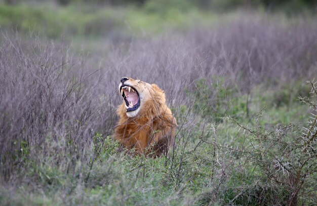 Foto gatto in un campo