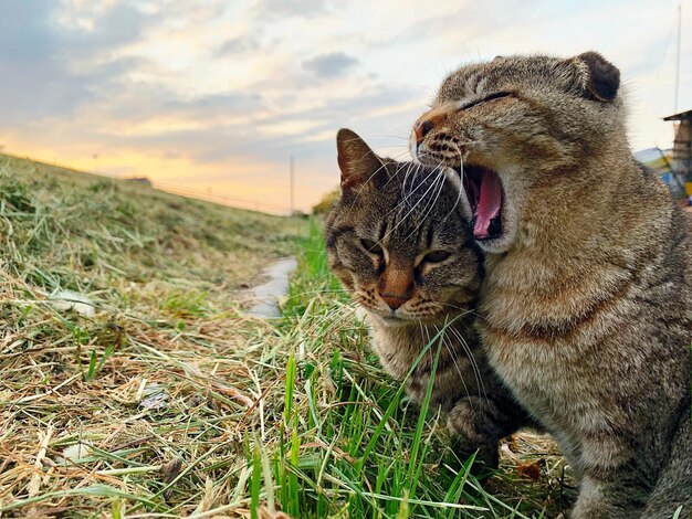 Foto gatto in un campo