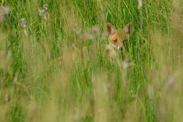 Photo cat in a field