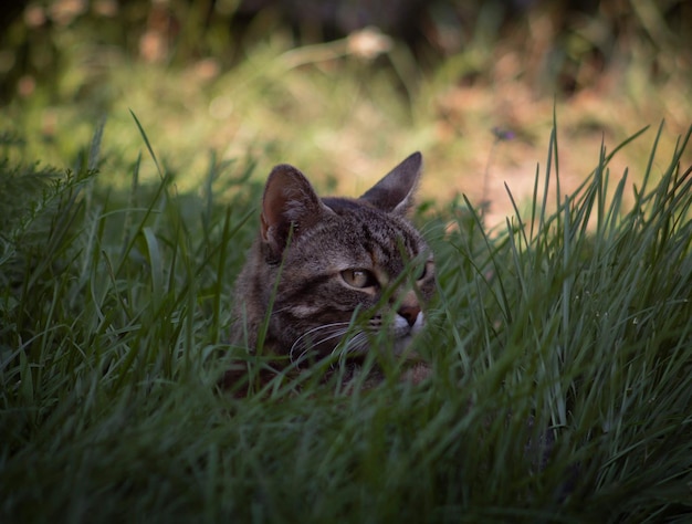 Photo cat in a field