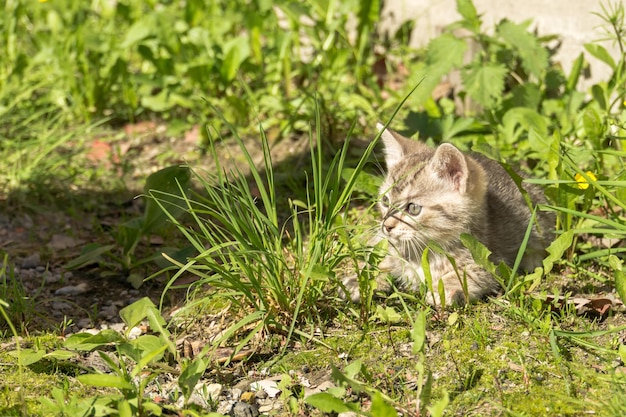 Foto gatto in un campo