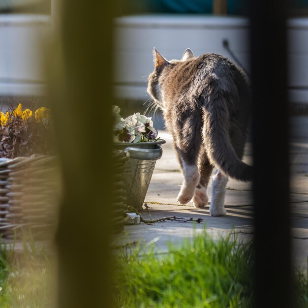 Foto gatto sul pavimento