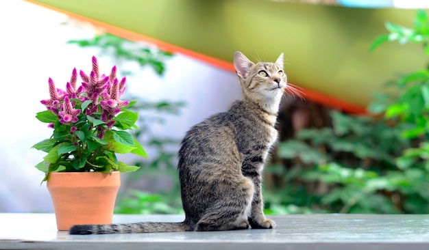 cat and flower