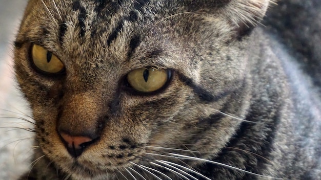 Foto il gatto si concentra sugli occhi e sul viso.